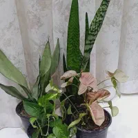 فروش گل یکجا