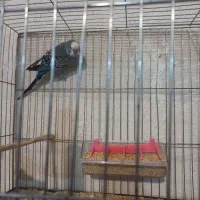 مرغ عشق مولد با تخم و جوجه