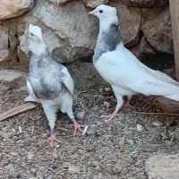 کبوتر طوقی
