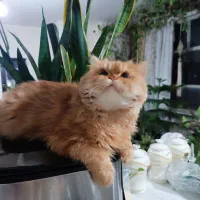 گربه نر امده جوفت گیری پرشین میکس هیمالین