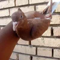 کبوتر. پرنده