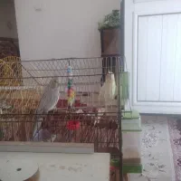 عروس هلندی الان هم زیرشون جوجه دارند