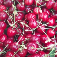 گیلاس تکدانه