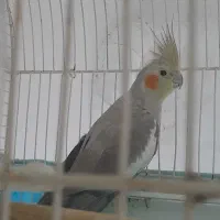 عروس هلندی ماده