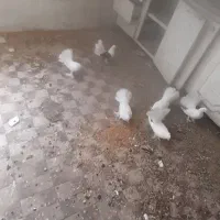 کبوتر