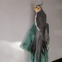 عروس هلندی سرحال ورام