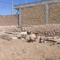 بره
