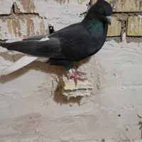 جفت زاغ دم سفید