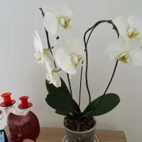 گل ارکیده + بوته ارکیده ۳