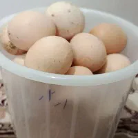 تخم مرغ محلی و ۴۰ عدد جوجه اصل محلی به فروش می‌رسد