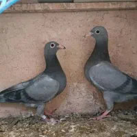 جوجه پلاکی