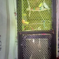 مرغ عشق با قفس