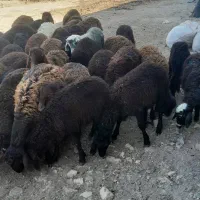 بره نر لاغر