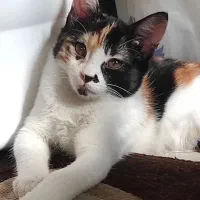 گربه dsh