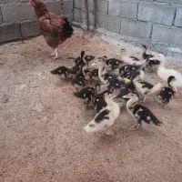 اردک اسراییلی