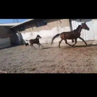 فروش 2راس اسب باری 30