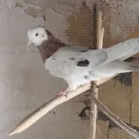 کبوتر هما