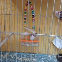 فروشی|پرنده|خمینی‌شهر, |دیوار