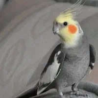 یک جفت عروس هلندی