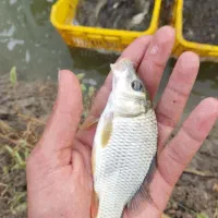 بچه ماهی کپور بشقابی