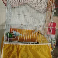 یک جفت مرغ عشق