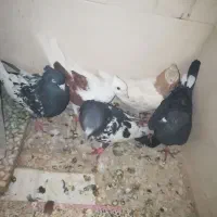 کبوتر