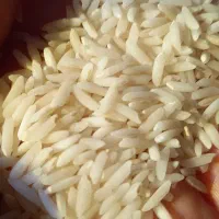 فروش برنج هاشمی خالص درجه یک