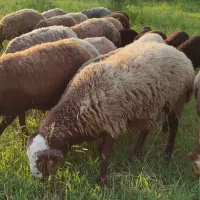 بره قوچ ۱۷ ماهه ژن دار و فنوشیپ عالی،شهسوار