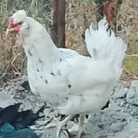 مرغ گلین