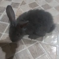 دوعدد خرگوش
