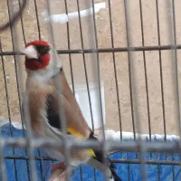 سهره نر قرص بخون آماده جفت معاوضه با جفت قناری