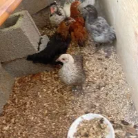 جوجه محلی گلپایگانی دو ماهه