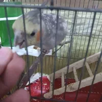 عروس هلندی بازیگوش