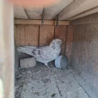 چندعددکفتردرجه یک