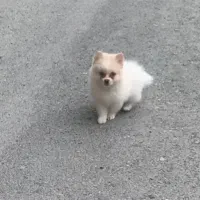 سه ماه نر