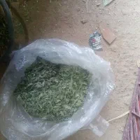 فروش پونه معطر خشک شده