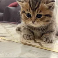 گربه بریتیش ۲ ماهه