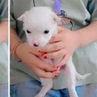 سگ پاکوتاه