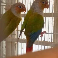 جفت گرینچک مولد