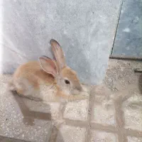 خرگوش کوچولو