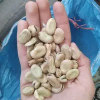 باغله برای فروش