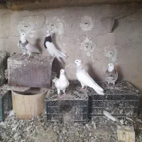 کفتر طوق شازده نر