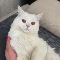 گربه پرشین نژاد اصل