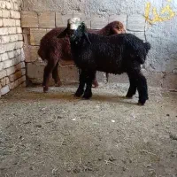 بره نر 2راس تکی یایکجا