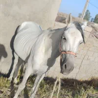 اسب نر جوان