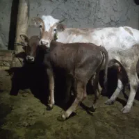 فروش گاو