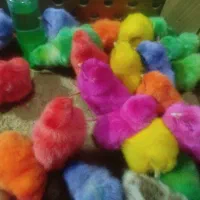 جوجه