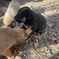 واگذاری پیتبول