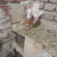 کلفه ماده