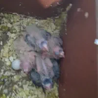 جوجه عروس هلندی